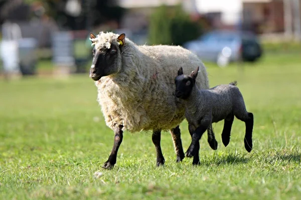 Clun Forest Breed Sheep Lamb Standing Field — Stock Photo, Image