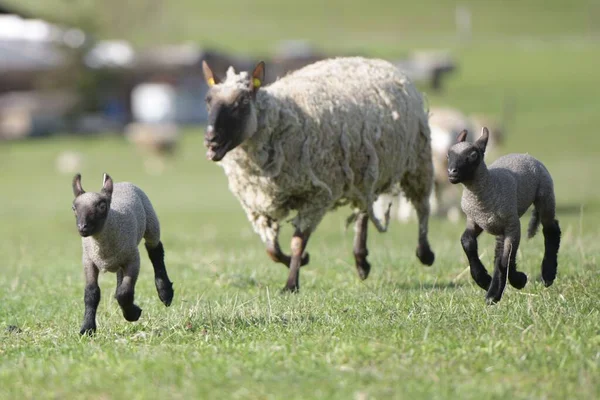 丛林中品种的羊 小羊站在田野里 — 图库照片