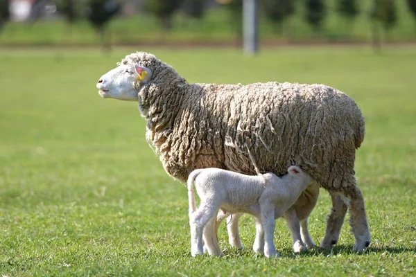 Ягнят Овцами Свежем Зеленом Лугу — стоковое фото