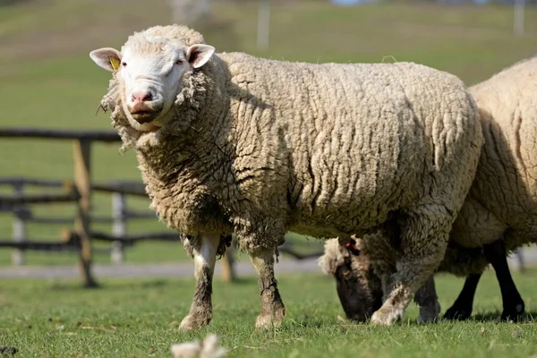 Moutons Sains Purs Dans Pâturage — Photo