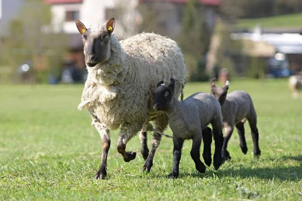Clun Ormanı Koyunları Bir Tarlada Duruyor — Stok fotoğraf