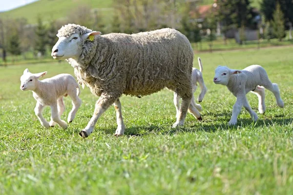 Jagnięta Owcami Świeżej Zielonej Łące — Zdjęcie stockowe