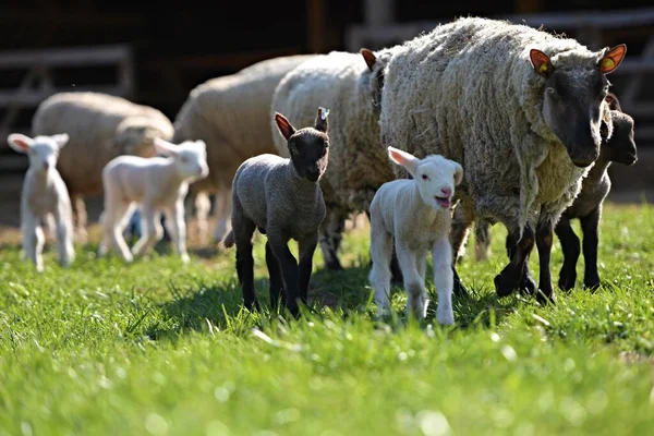 Clun Forest Schafrasse Mit Lämmern Die Auf Einem Feld Stehen — Stockfoto