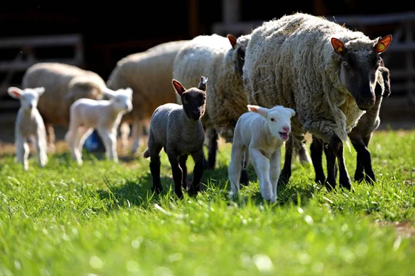 Clun Forest Race Moutons Avec Des Agneaux Debout Dans Champ — Photo