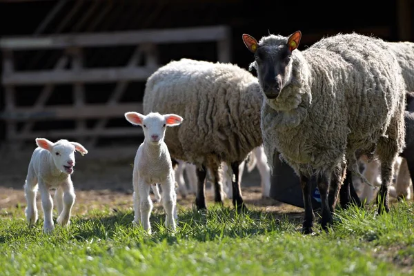 Clun Forest Breed Sheep Lambs Standing Field — Stock Photo, Image