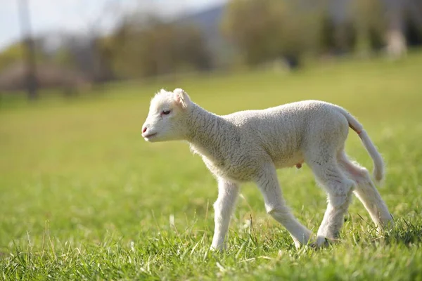 Lamb Pasture Ile France Sheep — Stock Photo, Image