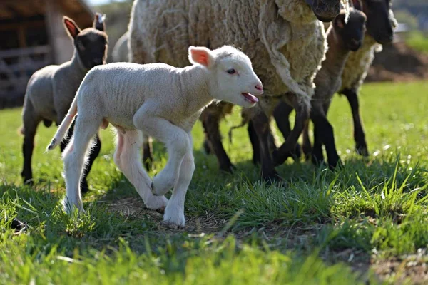 Clun Forest Breed Sheep Lambs Standing Field — Stock Photo, Image