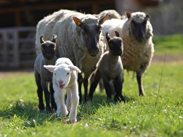 丛林中品种的羊 小羊站在田野里 — 图库照片