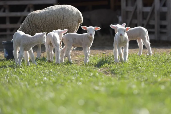 Lambs Sheep Fresh Green Meadow — Stock Photo, Image