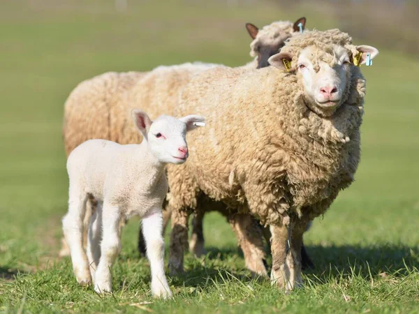 lambs with sheep on fresh green meadow