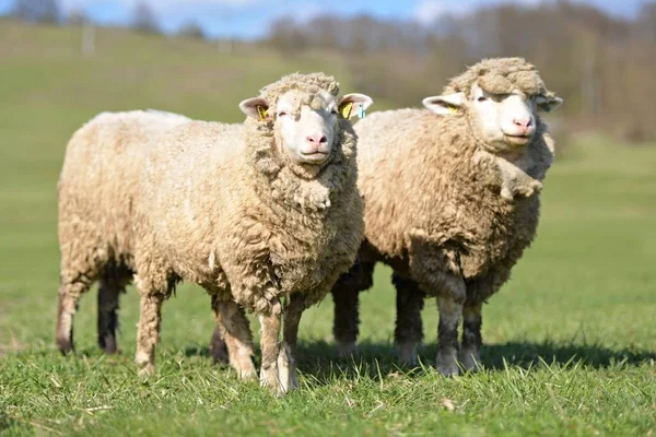 Ovelhas Saudáveis Puras Pasto — Fotografia de Stock