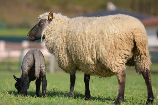 양이서 나무늘보 — 스톡 사진