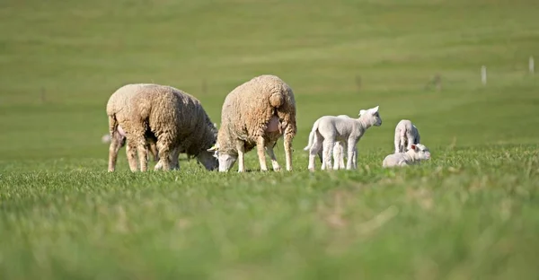 Lammeren Met Schapen Vers Groen Weiland — Stockfoto