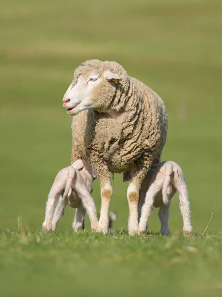 Lambs Sheep Fresh Green Meadow — Stock Photo, Image