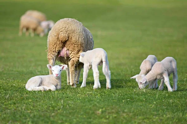 Lambs Sheep Fresh Green Meadow — Stock Photo, Image