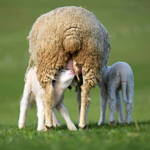 lambs with sheep on fresh green meadow