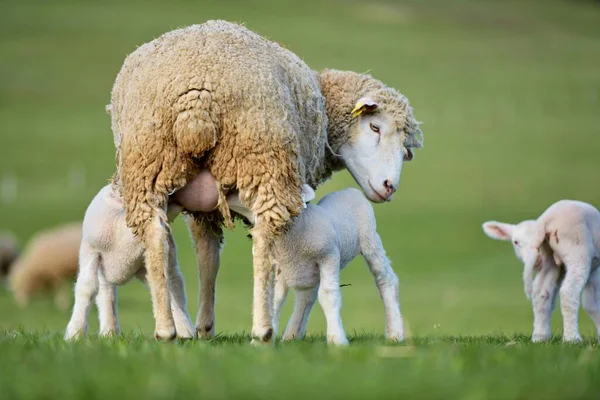 Lammeren Met Schapen Vers Groen Weiland — Stockfoto