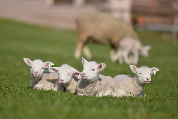 Lambs Grass Ile France Sheep — Stock Photo, Image