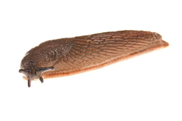 Spanish Slug Isolated White — Stock Photo, Image