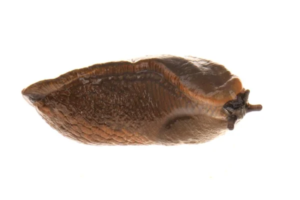 Spanish Slug Isolated White — Fotografia de Stock
