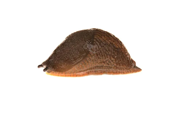 Spanish Slug Isolated White — Stock Photo, Image