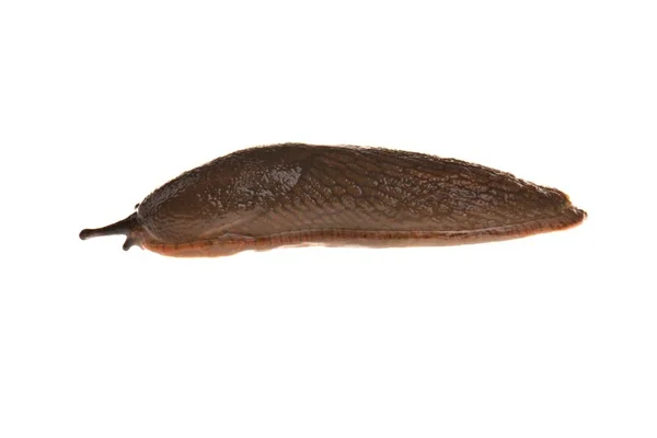 Spanish Slug Isolated White — Fotografia de Stock