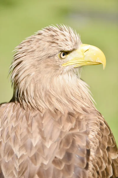 Schwanzadler — Stockfoto