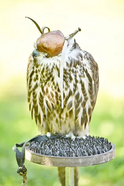 Falkenvogel — Stockfoto