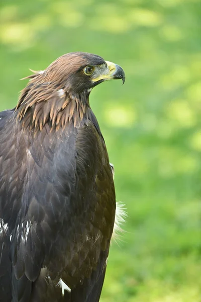 Oiseau aigle — Photo