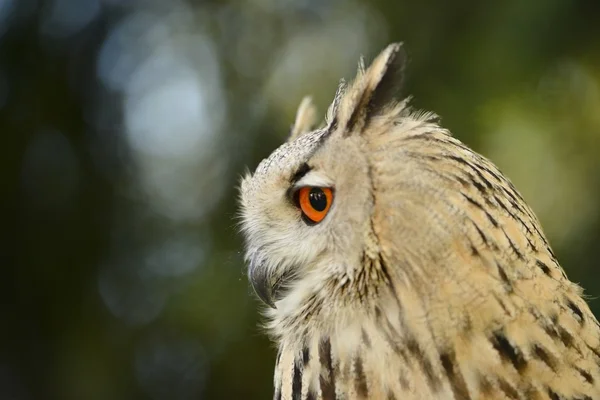 Siberian eagle owl — Stock Photo, Image