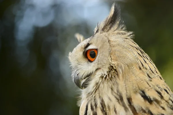 Búho de águila siberiana — Foto de Stock
