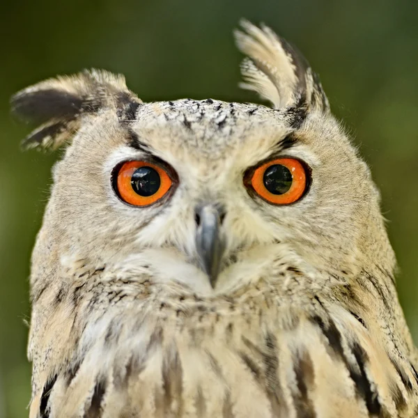 Coruja de águia siberiana — Fotografia de Stock