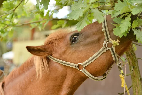 Horse eating leaves — Stock Photo, Image