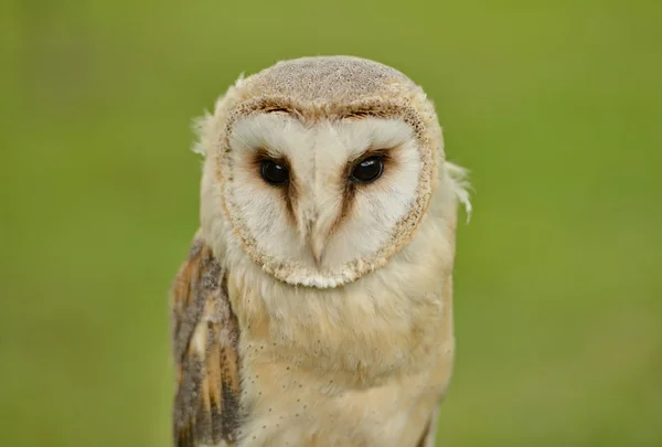 Siberian eagle owl — Stock Photo, Image