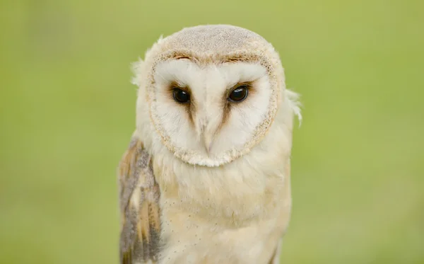 Siberian eagle owl — Stock Photo, Image