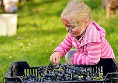 Girl picked grapes clipart