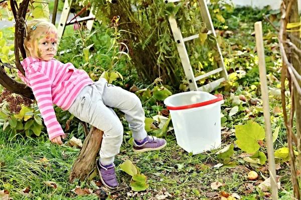 Grapes harvest. Little Farmer is harvesting ripe grapes in vineyard in autumn — Stock Photo, Image