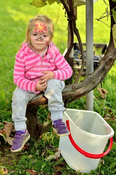 Grapes harvest. Little Farmer is harvesting ripe grapes in vineyard in autumn — Stock Photo, Image