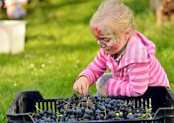 Girl picked grapes — Stock Photo, Image