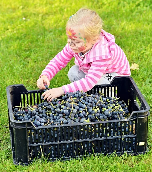 Lány leszedett szőlőt — Stock Fotó