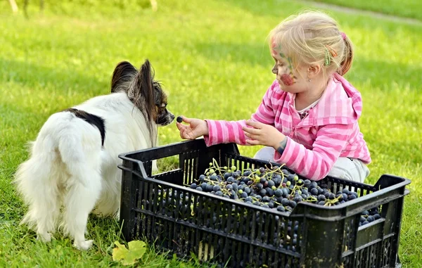 Grapes harvest. Little Farmer is harvesting ripe grapes in vineyard in autumn — Stock Photo, Image