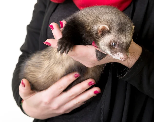 Ferret in arms — Stock Photo, Image