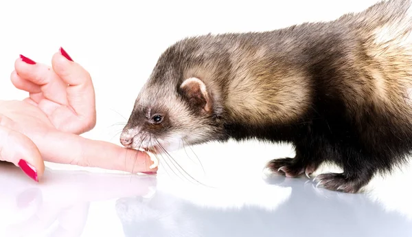 Voeding weinig Ferret — Stockfoto