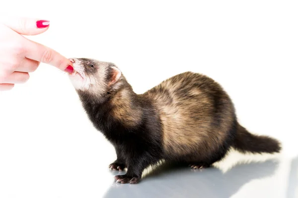 Feeding little Ferret — Stock Photo, Image