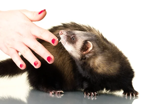 Voeding weinig Ferret — Stockfoto