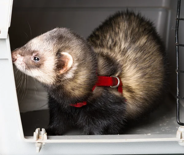 Little Ferret in his box — Stock Photo, Image