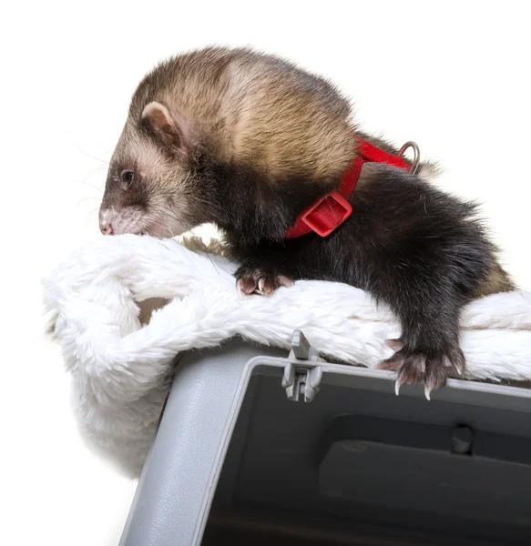 Little Ferret on top of box — Stock Photo, Image