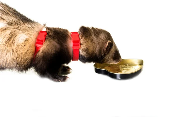 Drinking little Ferret — Stock Photo, Image