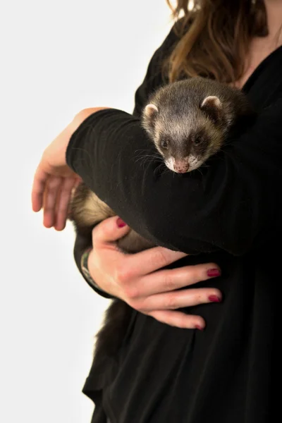 Ferret in arms — Stock Photo, Image