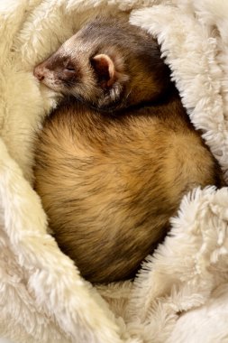 Cute Ferret sleeping clipart